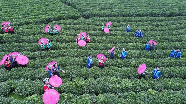 兴听普安||生态桃源茶神谷