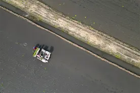 唐山市丰南区：水稻插秧正当时图片