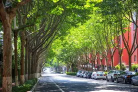 绿树阴浓夏日长 ！一起邂逅日照最美林荫道图片