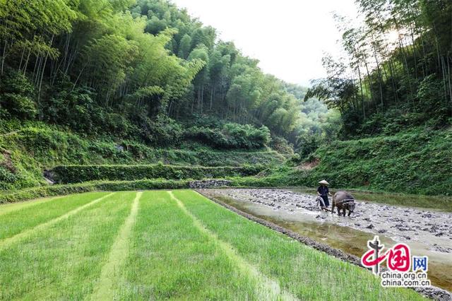 水墨洪江：藏在雪峰余脉里的灵秀(组图)