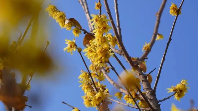 刷屏预警！宜昌第一波梅花开了
