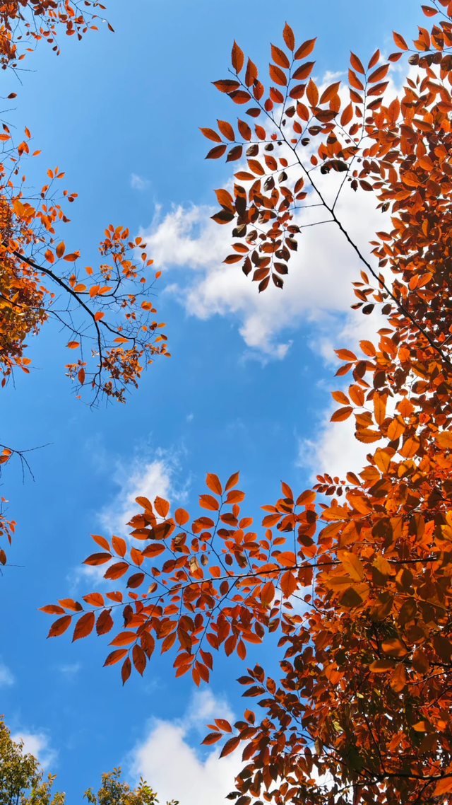 快来这个公园，捕捉五彩斑斓的秋色！