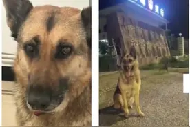 寻狗启事称“警犬被偷”，最新消息图片