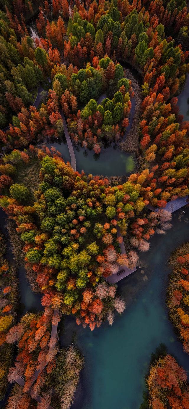 上海公园总数达到1100座！三林滨江城市森林“水森林”已基本建成，计划今年春天开放