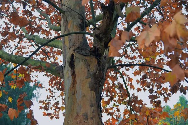 美！金堂这条梧桐大道，来一次就爱上！