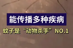 蚊子居“动物杀手”榜首，出境游玩警惕伊蚊叮咬引起的登革热图片