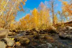 秋日秘境：阿勒泰桦林公园的金黄盛宴图片