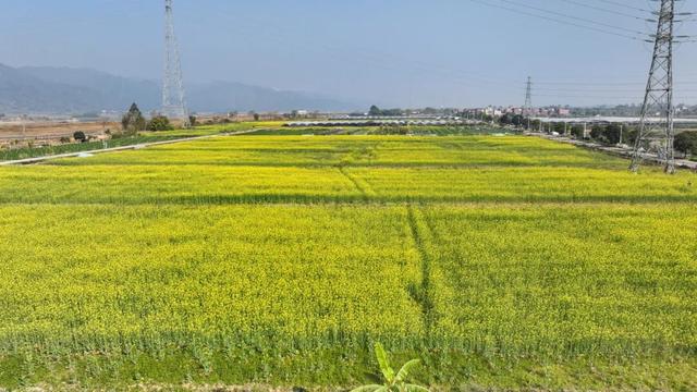 三水大片油菜花海超美超出片！免费赏