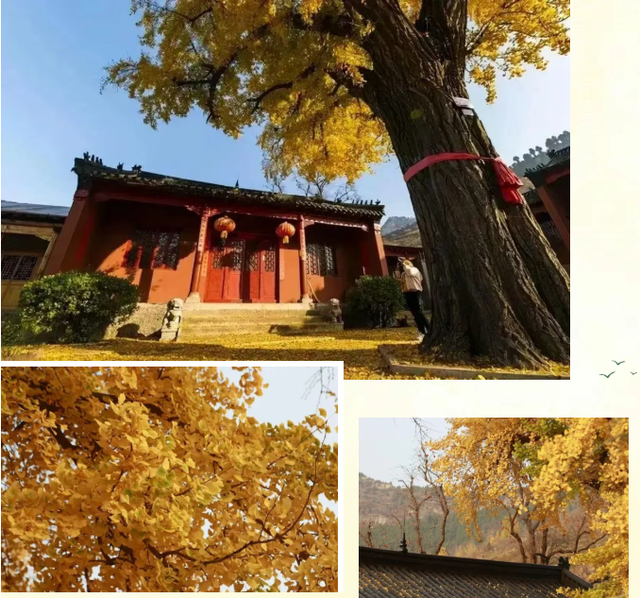 《2025济南赏银杏地图》出炉！一键收藏，赶快出发！