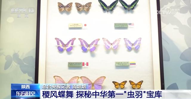 文化中国行丨探秘中华第一“虫羽”宝库 来这上一堂最生动自然课