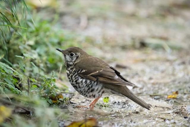 跨年别宅家！武汉公园元旦3天玩法全攻略来了