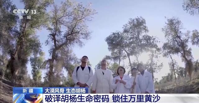 这些密码，告诉你千年胡杨如何锁住万里黄沙