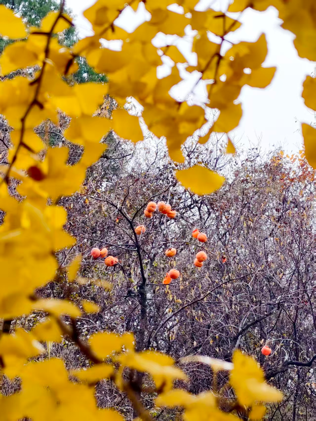 满院金黄！门头沟广化寺千年银杏引游人打卡