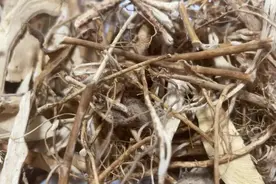 五指毛桃煲汤，最适合三类人群食用图片