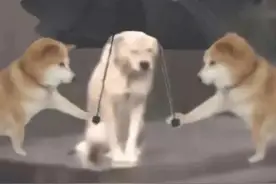 5次暴雨+2次高温！广东“龙舟水”霸屏，明起又迎强降水图片