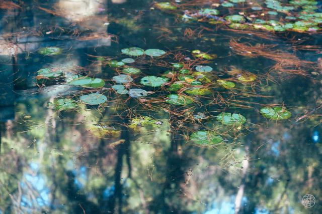 人少景美不绕路，东湖秋日彩蛋上新