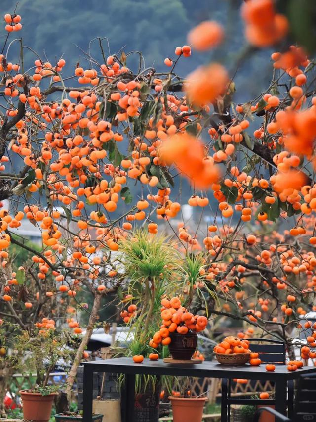 暖身又暖心！8条自驾线路带你在广西反向过冬→