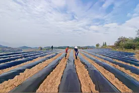 思南枫芸乡：“红薯+马铃薯”轮作让“冬闲田”焕发新生机图片