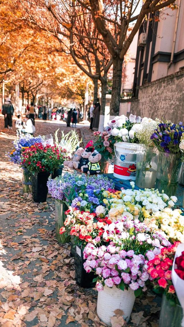 砚山枫叶街：“落叶缓扫”绘就冬日童话 网红街区引八方游客打卡