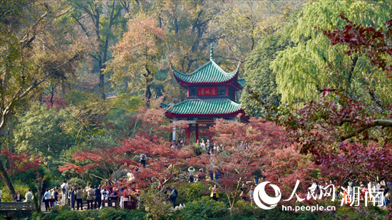 岳麓山下 枫红杏黄