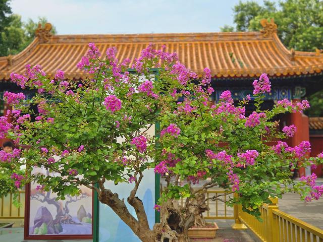 宫墙映夏花，景山公园惊鸿一瞥