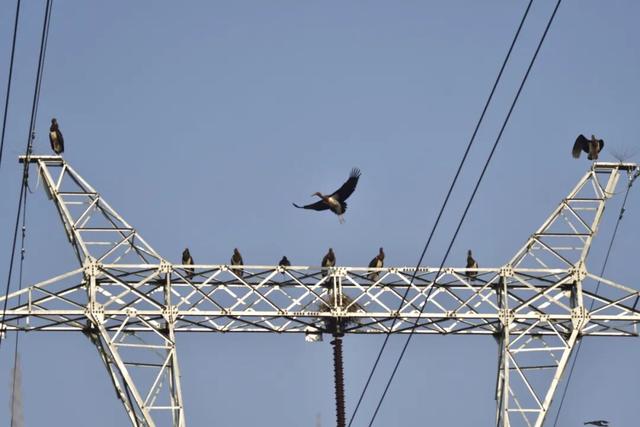 温县发现“鸟中熊猫”→