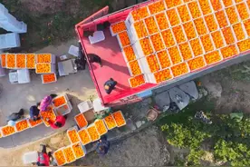 湖北秭归：脐橙丰收销售忙图片