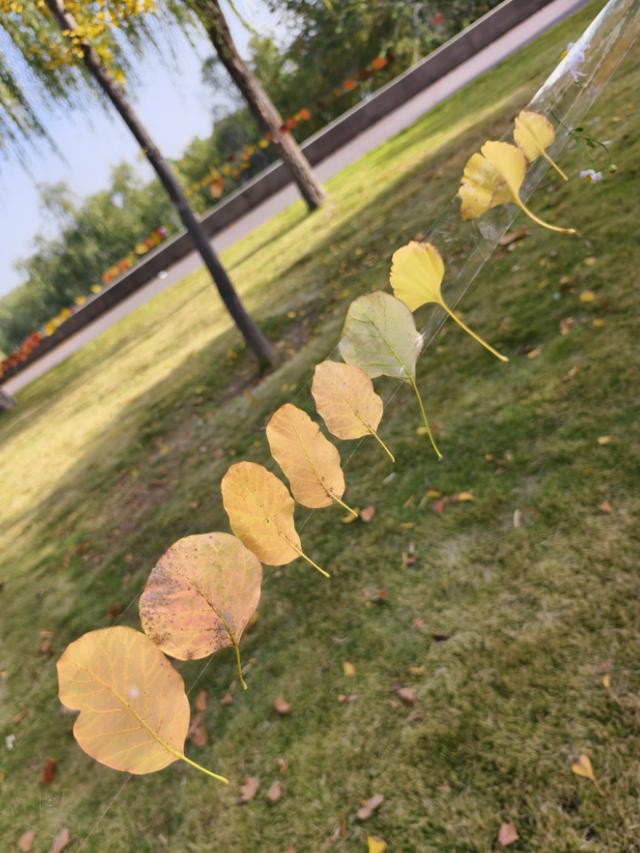 快出门！这些全是洛阳冬日限定！