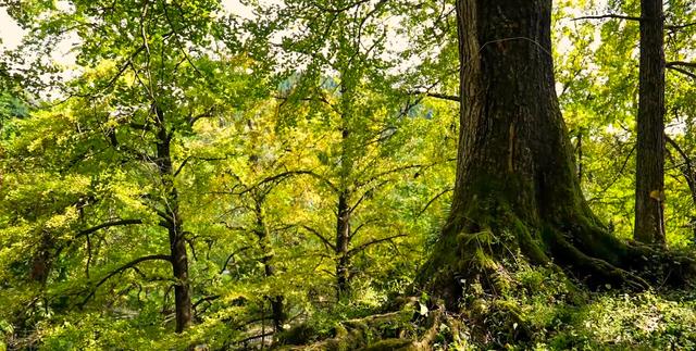 来金色妥乐 赏深秋美景