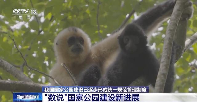 生命摇篮、绿色肺叶……万米高空看“大美国家公园”有啥亮点