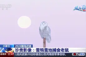 珍贵影像！雪鸮雪地捕食老鼠 上演自然界的生死较量图片
