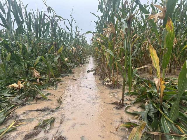 河南玉米收获季遇持续阴雨