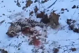 东北豹遇害始末：它的“家”越来越宜居，引来“凶手”东北虎图片