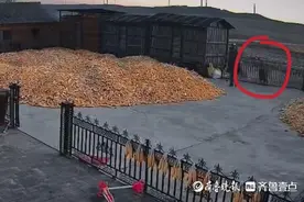 老虎进村咬伤村民，为何“猛虎”频频下山？图片