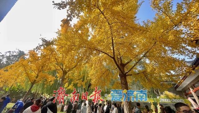 一年四季 泉在济南丨泉城秋色满目金