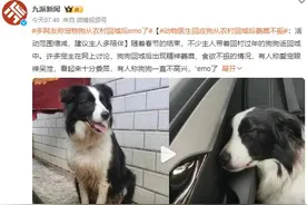 网友称宠物狗从农村回城后萎靡不振：眼神呆泄 食欲不振图片