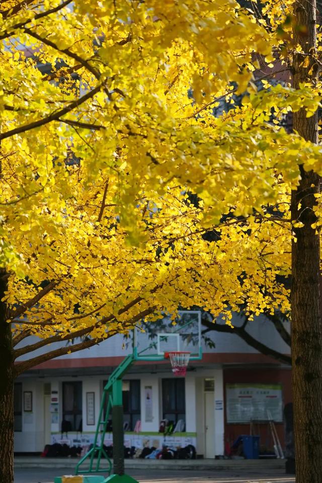 超美！大邑人的顶流来了