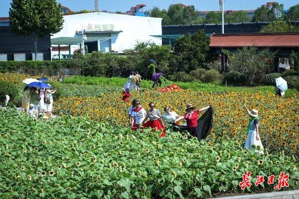 东西湖区一公园，60万株鲜花盛放