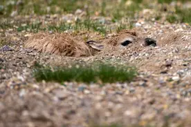 海拔超5000米的无人区，为什么是藏羚羊的产房？图片