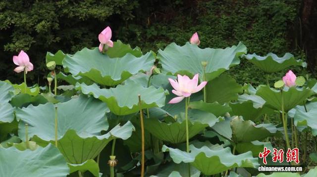 浙江杭州：西溪湿地荷花盛开引客来