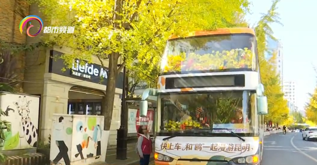 昆明冬日限定浪漫！坐着双层巴士赏银杏、观红嘴鸥