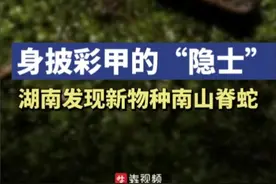 神奇生物在哪里｜身披彩甲的“隐士”！湖南发现蛇类新物种：南山脊蛇图片