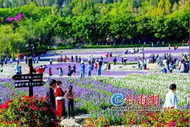 翔安香山50亩紫罗兰花海浪漫绽放图片
