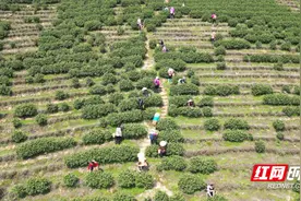 祁阳市七里桥镇：明前茶飘香 采摘制作忙图片