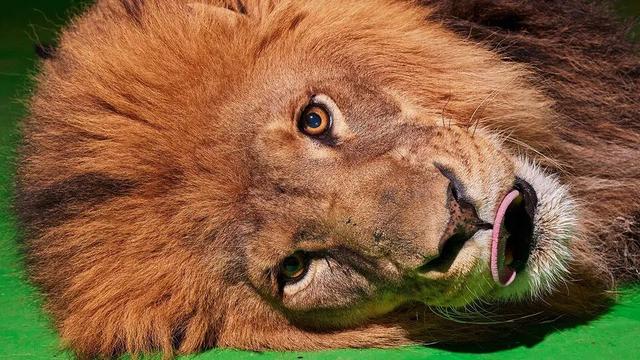 狗也被AI抢饭碗？好莱坞动物演员全下岗，观众直接翻脸了！