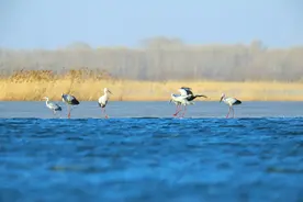 内蒙古洮儿河：生态美 候鸟归图片