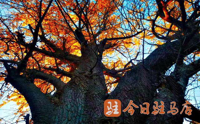 确山北泉寺：“梦回大唐”的银杏树 进入今年“颜值巅峰期”