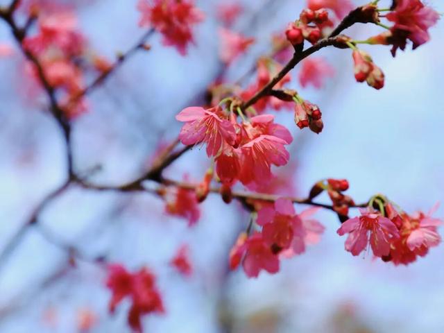 腊八至，春已近！七星岩这片桃红樱粉，是春天递来的浪漫预告~