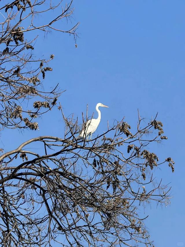 大白鹭现身!寒潮来临前,到环城公园赴一场暖冬之约~