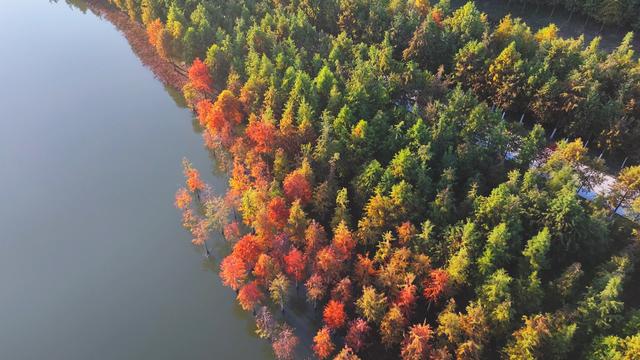 合肥滨湖国家森林公园千亩红杉林进入最佳观赏期